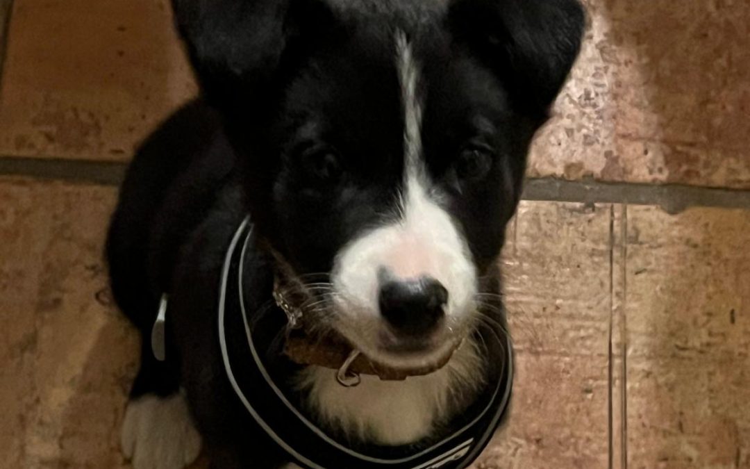 Lapai (Sprich “lappie”) the Puppy
