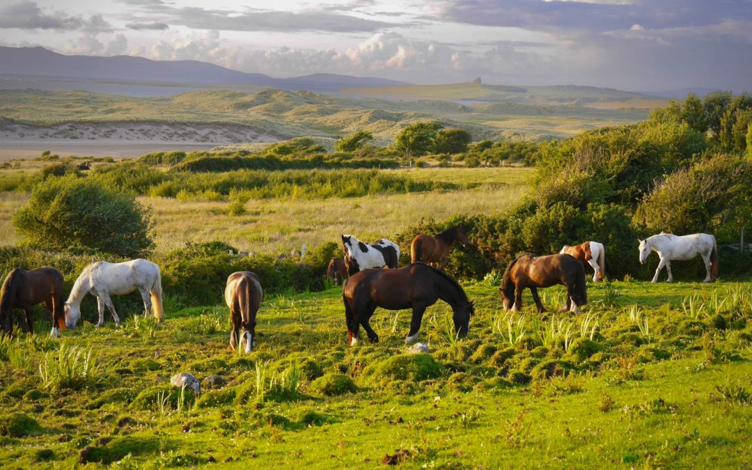 Ihr Reiturlaub – Welche Unterkunft darf es sein? So können Sie buchen